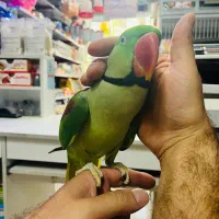 شاه طوطی