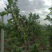 فروش-باغ-در-مزرعه