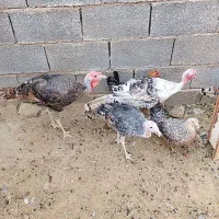 بوقلمون