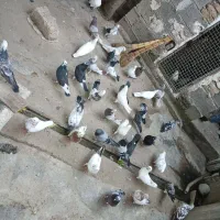 کبوتر تکپر ساعتی