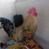 خروس نژاد دار