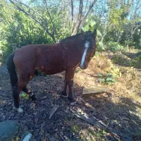 اسب نر جوان