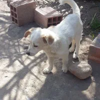 سگ پا کوتاه نر