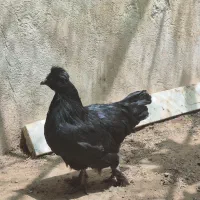 مرغ ایام سمانه گوشت سیاه