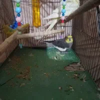 فروش عروس هلندی