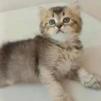 سرپرستی گربه ی اسکاتیش