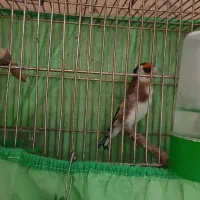 جفت سهره