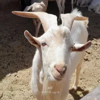 نربز سانن