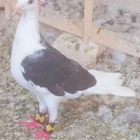 کفتر گراف
