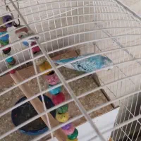 بهترین جوجه با قیمت مناسب