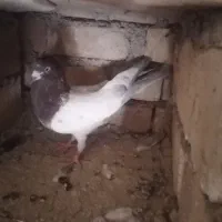 کله ای