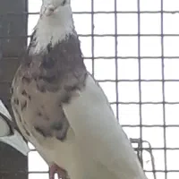 کبوتر سرور