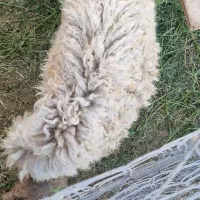 گوسفند|حیوانات مزرعه|باوی, |دیوار