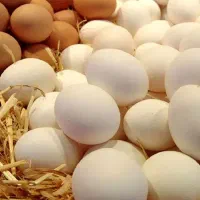 تخم مرغ پخش تخم مرغ همگام غنی شده