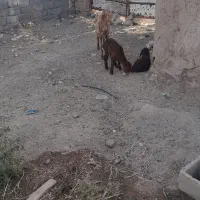 میش وبره سالم