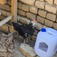 مرغ و خروس گلین