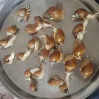 حلزون مولد و پیش مولد