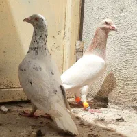 جفت سار عطیقه گردن کلفت