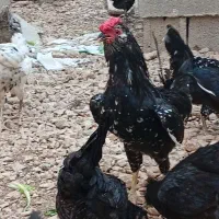 مرغ و خروس اصیل