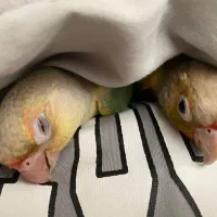 گرینچیک ماده خوشگل و بامزه