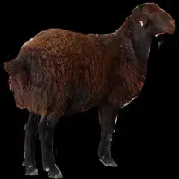 گوسفند کوچک ۲ راس