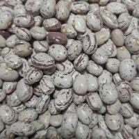 لوبیا چیتی