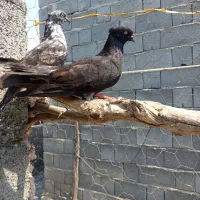 کفتر