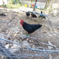 خروس مشگی