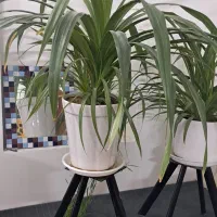 گل طبیعی با گلدان چینی