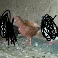 کبوترسرخ پرشی