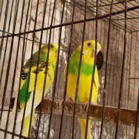 فروش ویژه مرغ عشق زیر قیمت بازار