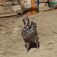مرغ گلین