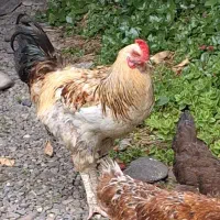 خروس