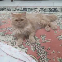 پرشین گارفیلدی ماده