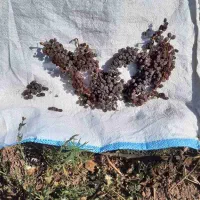 کشمش بیدانه درجه ۱