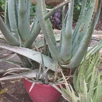 حراج آلوئه وراه  پراز جوانه  ویوکا