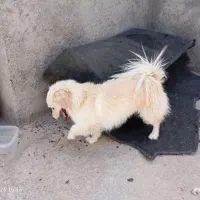 سگ پاکوتاه