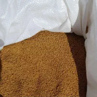 بذر یونجه