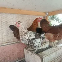 ۴ تا مرغ تخم گذار
