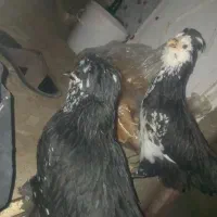 فروش مرغ عروسی