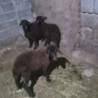 گوسفند بره نروماده