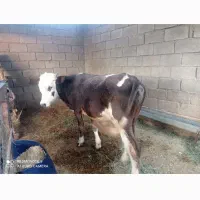 گوساله نرسیمینتال