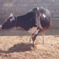 گاو شیری سالم فروش گاو هلشتاین