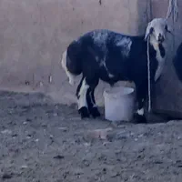 بره بروجردی قیمت ۳۴