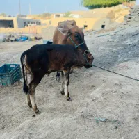 گاو