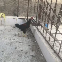 خروس دورگه