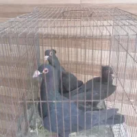 سور با کلاغ