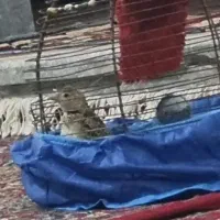 سهره خاکی،قناری