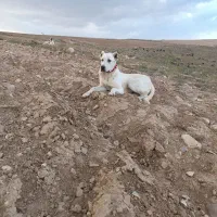 سگ ماده خراسانی