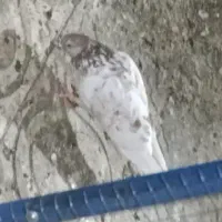 کبوتر پرشی